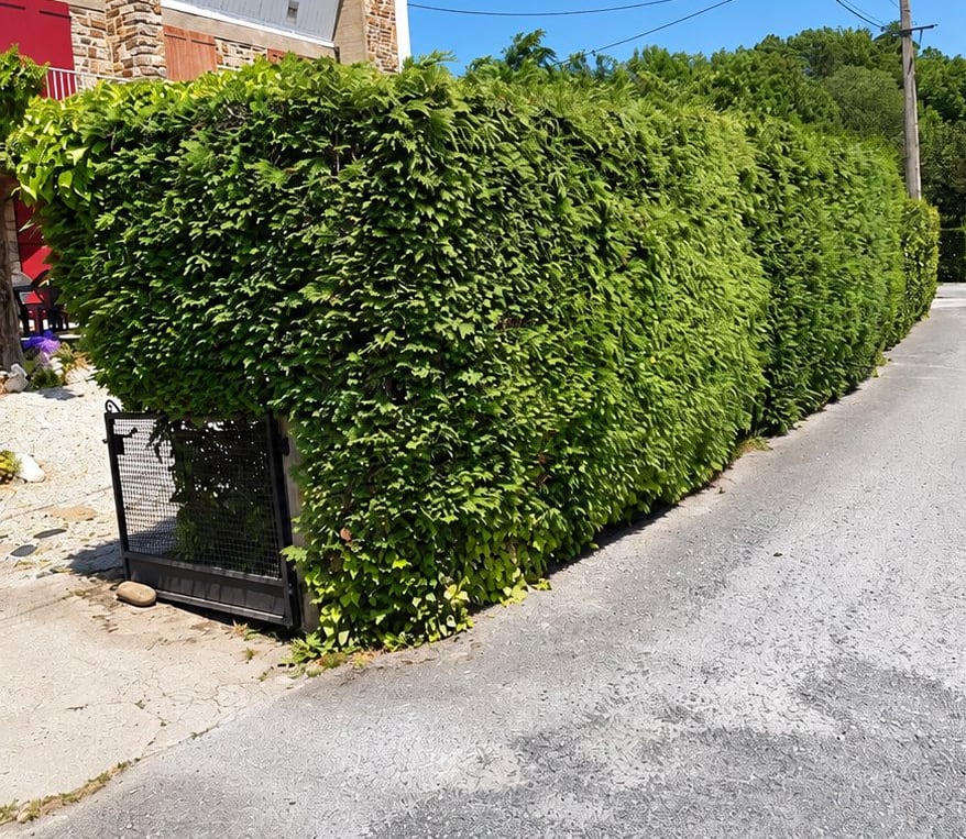 Avant : haie remplacée par un mur de clôture enduit